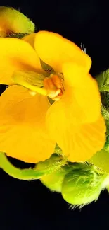 Close-up of a vibrant yellow flower against a dark background.