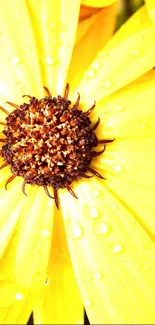 Vibrant yellow flower with raindrops on petals.