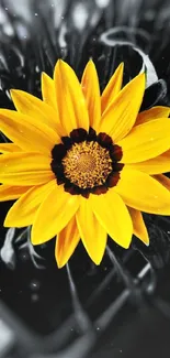 Yellow flower on a black and white background.