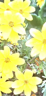 Vibrant yellow flowers with green leaves