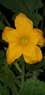 Bright yellow squash flower with green leaves background.