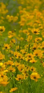 Field of vibrant yellow flowers under natural sunlight.