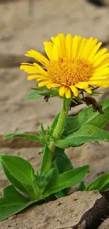 Yellow flower blooming in cracked soil, surrounded by green leaves.