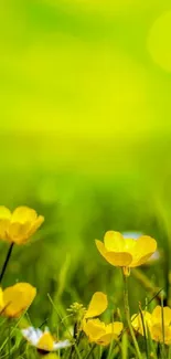 A bright green meadow with vibrant yellow flowers.