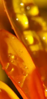 Close-up of vibrant yellow and orange flower petals in macro focus.