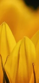 Close-up of vibrant yellow flower petals with intricate details.