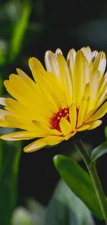 Yellow flower with green leaves on dark background wallpaper.