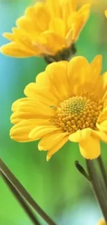 Vibrant yellow flowers with green stems against a blurred blue-green background.