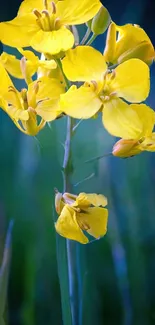 Yellow flower with green background wallpaper.