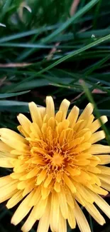 Bright yellow dandelion flower with green grass background in close-up view.