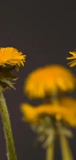 Vibrant yellow flowers with green stems against a dark background for mobile wallpaper.