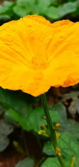 Close-up of a vibrant yellow flower with green leafy background.