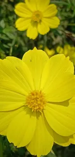 Bright yellow flower close-up wallpaper with green foliage.