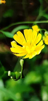 Vibrant yellow flower in a green natural background.