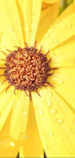 Close-up of yellow flower with dew drops.