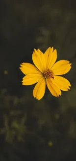 Vibrant yellow flower on a dark green background mobile wallpaper.