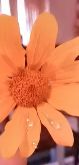 Vibrant yellow flower with droplets on a blurred background.