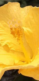 Vibrant yellow flower with detailed petals and natural elegance.