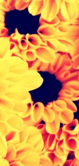 Close-up view of vibrant yellow flowers with detailed petals.