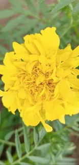 A bright yellow marigold flower with lush green leaves.