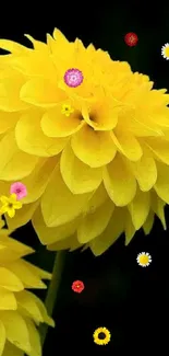 Close-up of vibrant yellow flowers against a dark background.