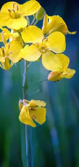 Yellow flowers with green grass background.