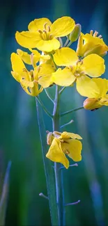 Vibrant yellow flower on a green background wallpaper.