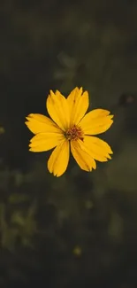 Vibrant yellow flower on a dark background, ideal for phone wallpaper.