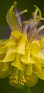 Close-up of yellow flower with delicate petals.