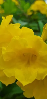 Close-up of vibrant yellow flowers with green leaves.