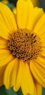 Bright yellow flower with detailed petals.