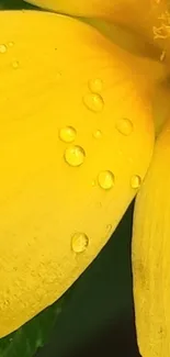 Close-up of a yellow flower with dew drops on petals.