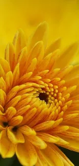 Close-up of a vibrant yellow flower with detailed petals.