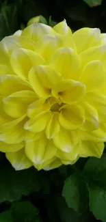 Yellow dahlia flower with green leaves wallpaper.