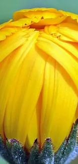 Close-up of a yellow flower bud with vibrant petals for mobile wallpaper.