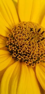 Close-up of a bright yellow flower with detailed petals.