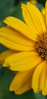 Close-up of a vibrant yellow flower with detailed petals and green background.