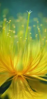 Close-up of a vibrant yellow flower in full bloom, perfect for wallpaper.