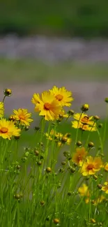 Vibrant yellow flowers bloom against a lush green background.