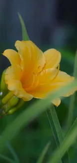 Yellow flower surrounded by green leaves on phone wallpaper.