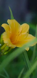 Vibrant yellow flower surrounded by lush green leaves.