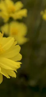 Close-up of a vibrant yellow flower in soft focus.