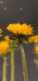 Close-up of vibrant yellow flowers with a soft, blurred background.