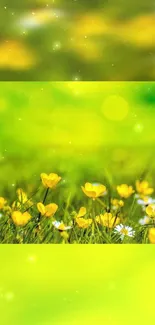 Vibrant yellow flowers in green meadow wallpaper.