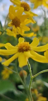 Closeup of vibrant yellow flowers in nature.