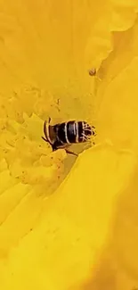 Close-up of a bee on vibrant yellow flower.