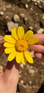 Closeup of vibrant yellow daisy being gently held against earthy background.