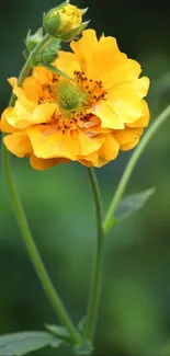 Vibrant yellow flower with green stems in a garden background.