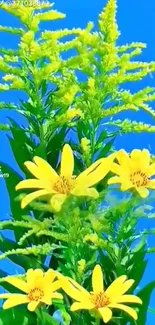 Bright yellow flowers with lush green leaves against a vivid blue sky.