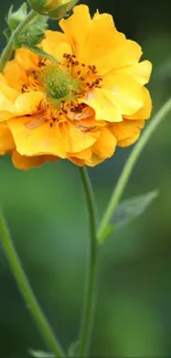 Close-up of a vibrant yellow flower with green background.